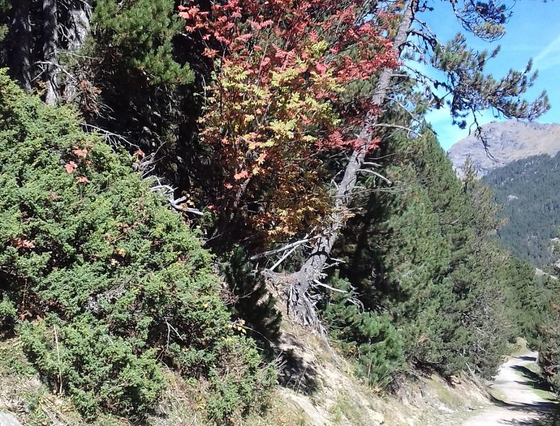 Autunno in Val d'Aran