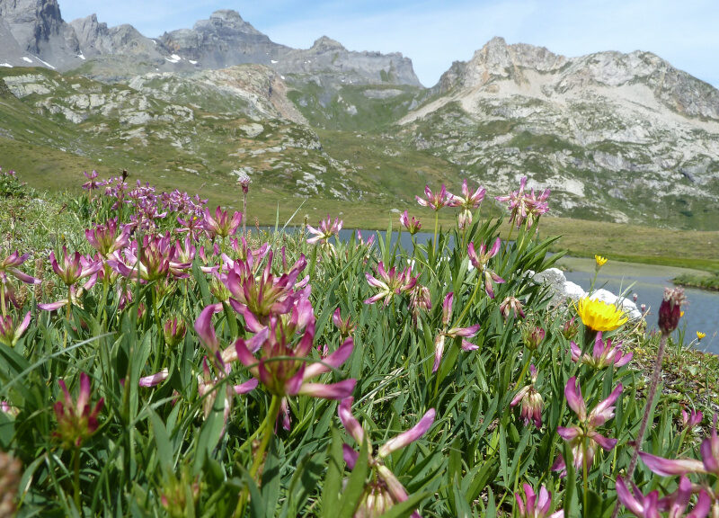 Valle d'Aosta - Fiori di prato alpino