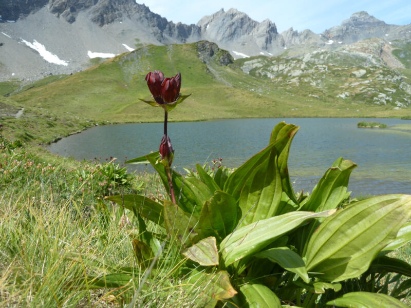 Valle d'Aosta - Genziana porporina